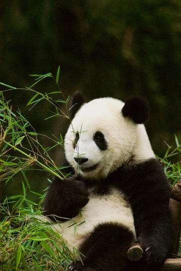 葛夕直播给杨子唱分手快乐